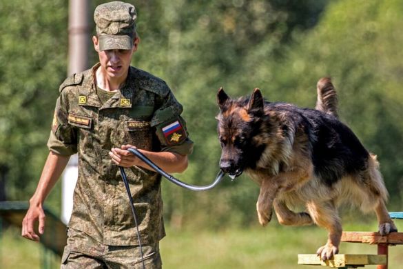 Военные кинологи и служебные собаки готовятся к этапу Армейских международных игр «Верный друг»