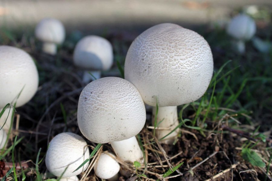 Врач Подкорытова рассказала, что некоторые съедобные грибы нельзя собирать